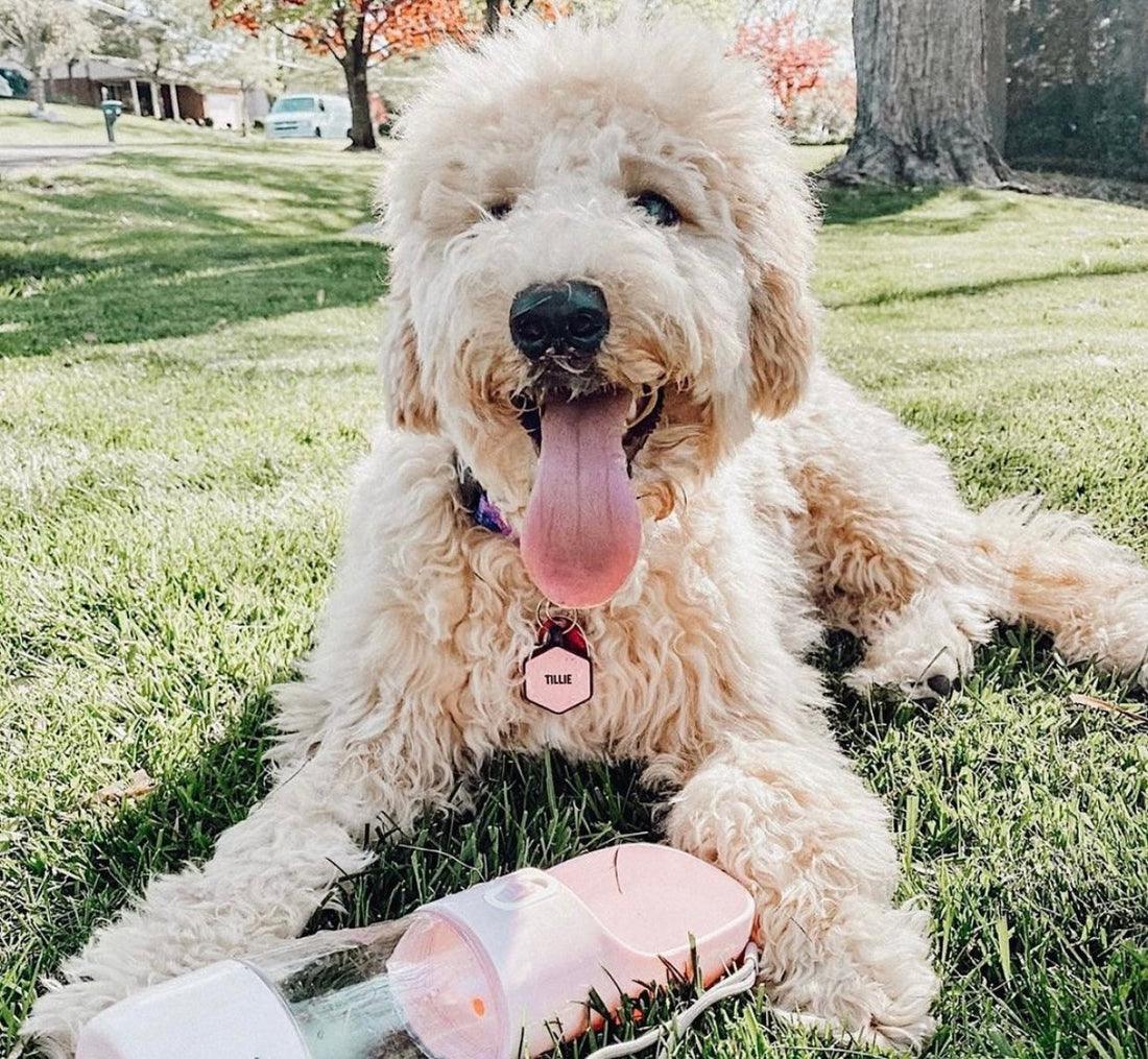 2 IN 1 PORTABLE PET FEEDER - PINK by PAWSOME PETS