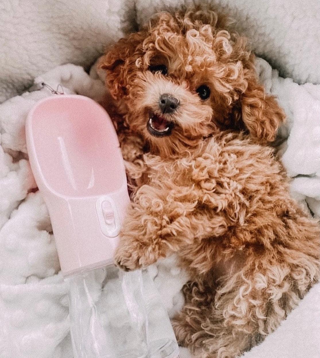 2 IN 1 PORTABLE PET FEEDER - PINK by PAWSOME PETS