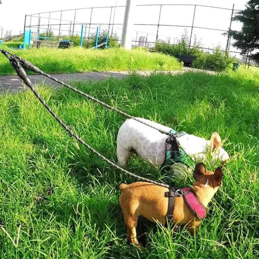 Premium Tangle-Free Dual Dog Leash for Small Dogs - Double Safety on Walks by Souths Cheap Stuff