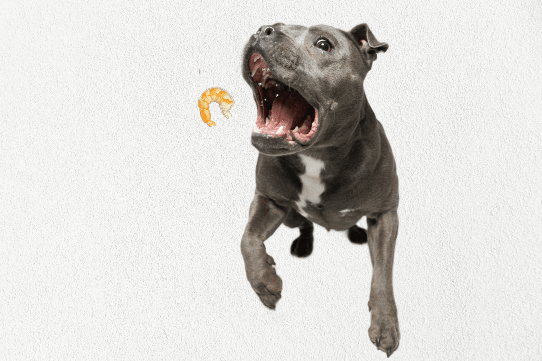 Freeze Dried Shrimp Training Treats For Dogs And Cats Single Ingredient - shop_name pets petsupplys