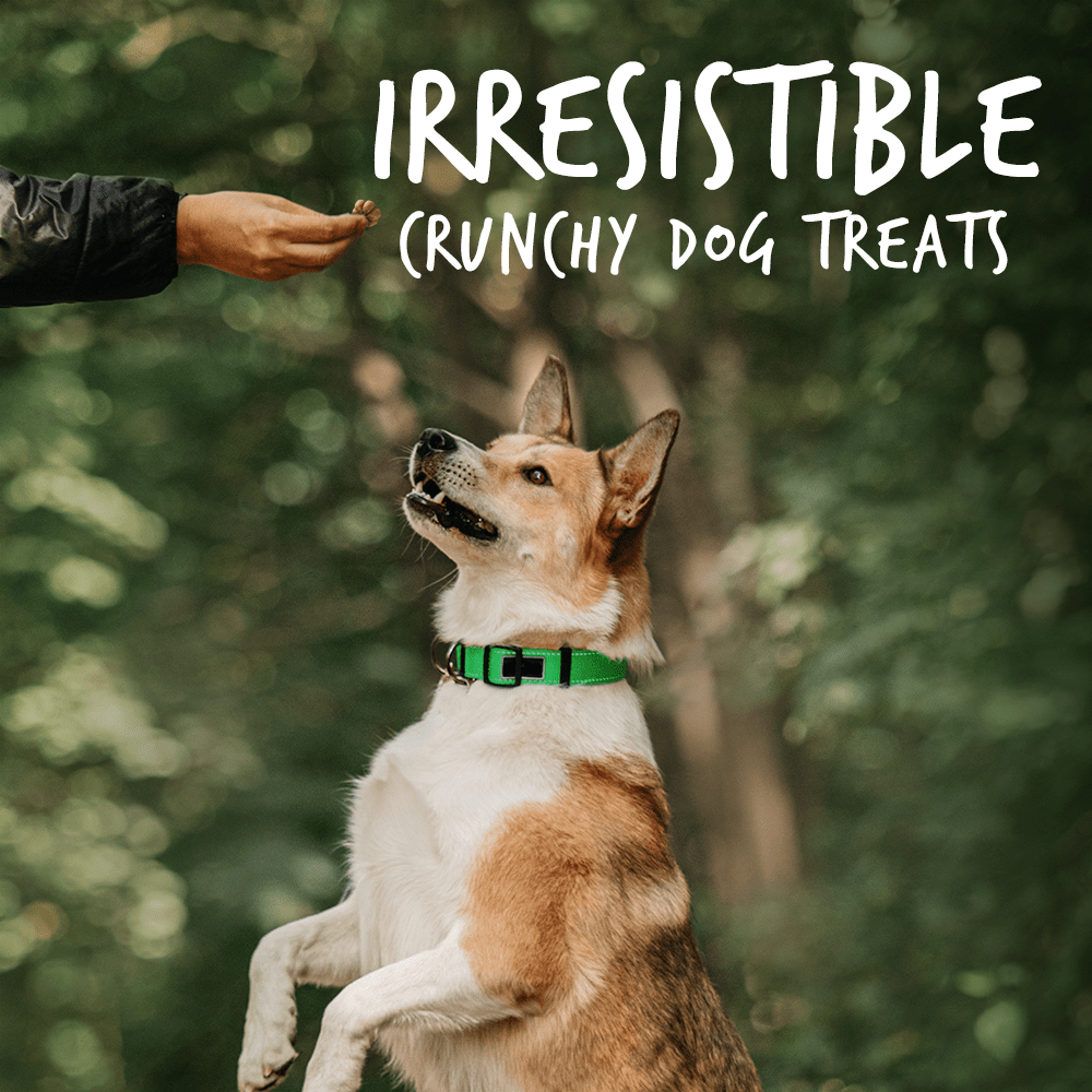 Fruitables Pumpkin And Apple Mix Dog Treats 8 Pack 7 Oz - shop_name pets petsupplys